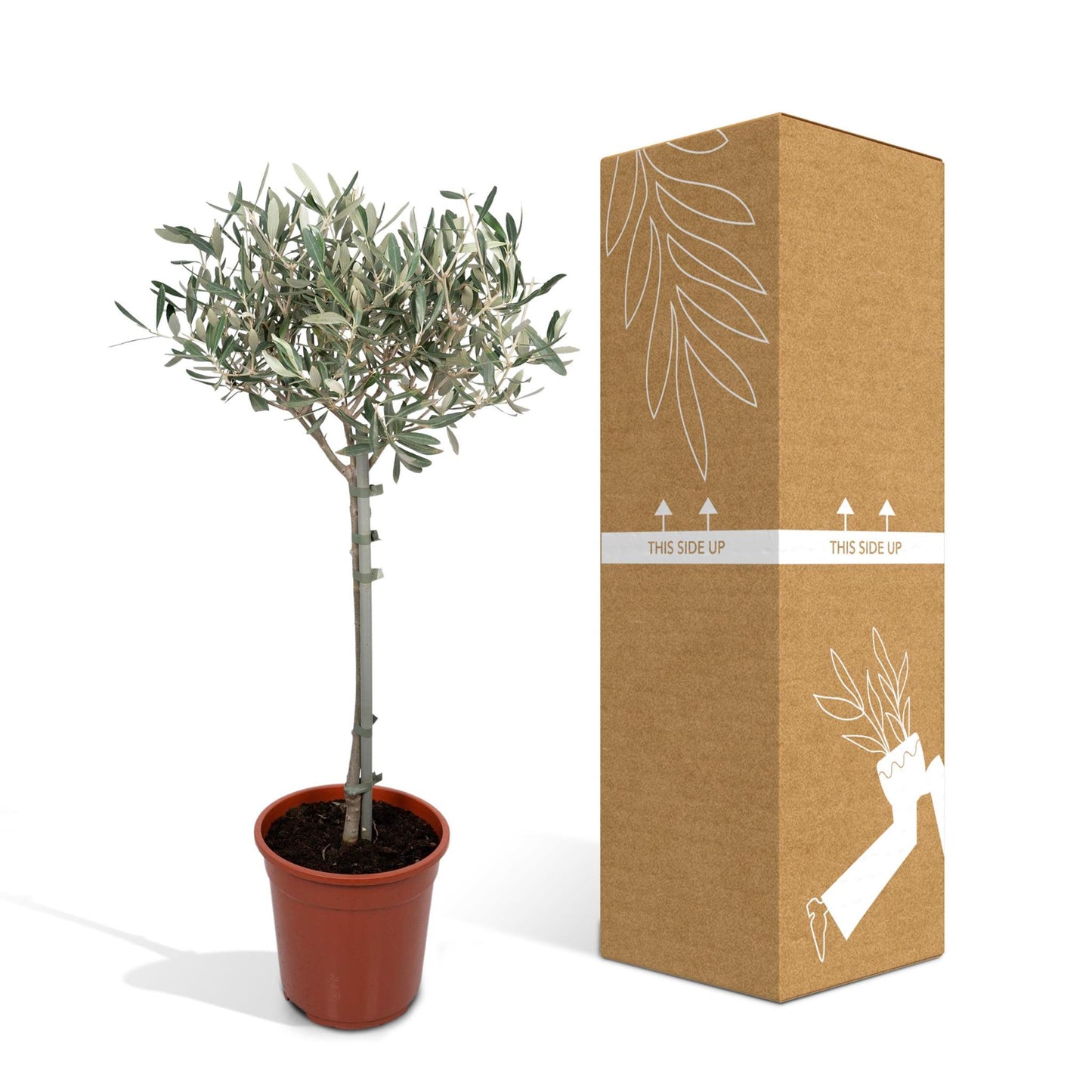 Olive Tree - Pot 21, Height 80 cm